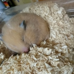 本日、家族が増えました。