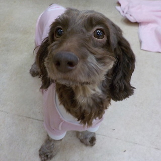 里親さん決まりました！