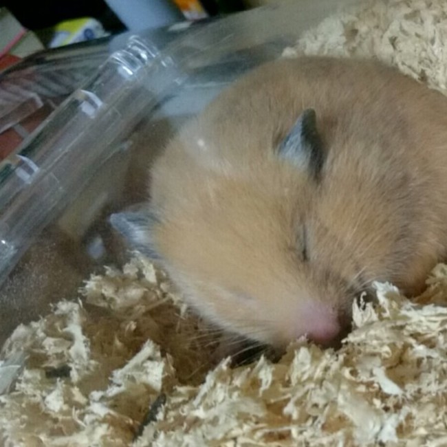 ゆーゆんのカバー写真