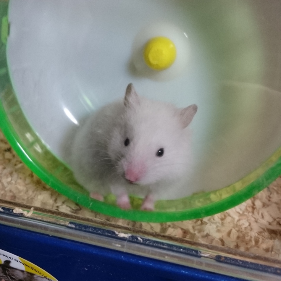 雪深のカバー写真