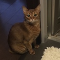 猫の里親(沢山のご応募有り難うございました)
