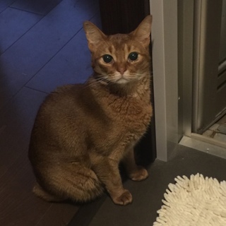 猫の里親(沢山のご応募有り難うございました)