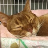猫の里親(沢山のご応募有り難うございました) サムネイル4