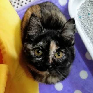 写真より実物はもっと可愛いサビ猫ちゃん