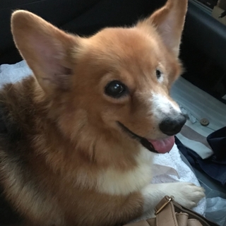 食べるの大好きコーギーの希花(のか)ちゃん