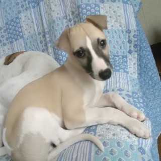 ウィペットの赤ちゃん　再募集