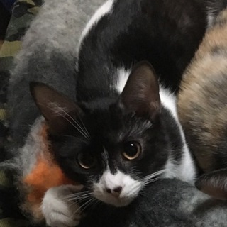 保護子猫 白黒 ♀ 遊び好きで甘えん坊