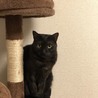いちじく