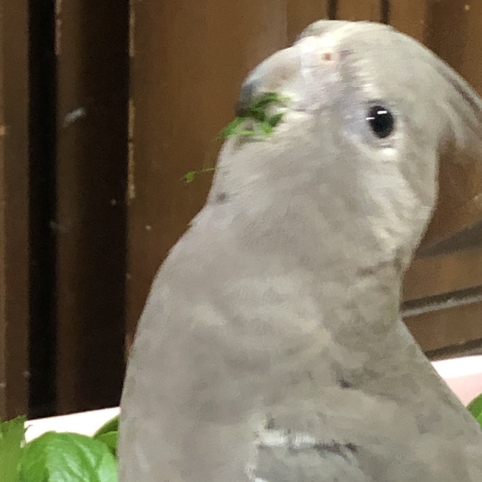 ましろのカバー写真