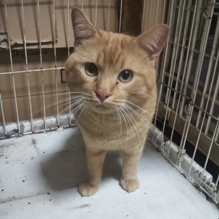 スコティッシュフォールド立ち耳の男の子