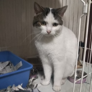 スコティッシュフォールド立ち耳の男の子