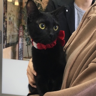 おじさん好きの人懐こい黒猫の女の子