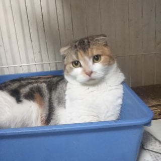 スコティッシュフォールド折れ耳の女の子