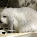 ロップイヤー赤ちゃんウサギ 