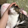 まめ