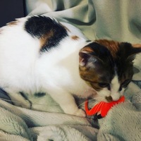 あんこ