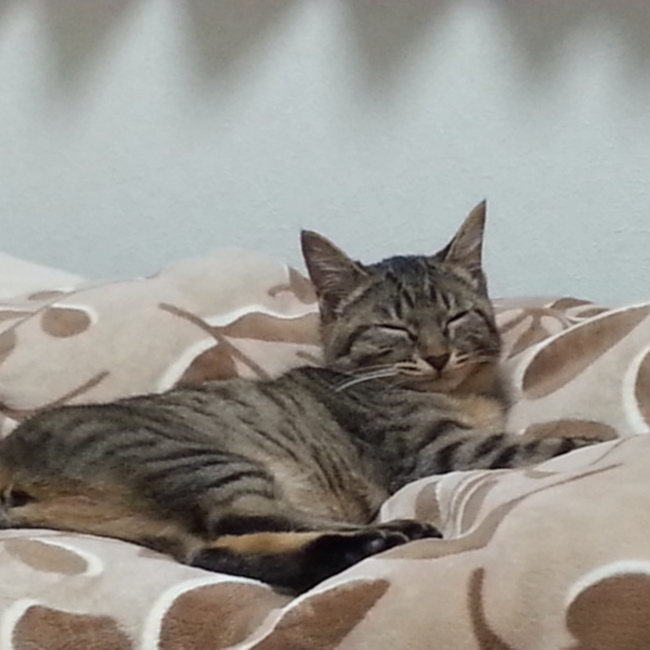 ちょびみけのカバー写真