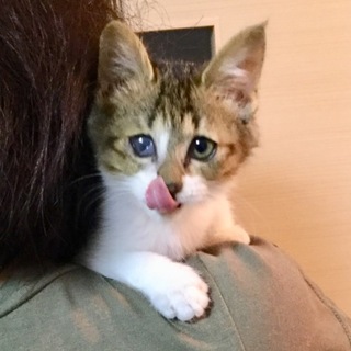 保健所からレスキュー甘えん坊動画あり