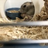 ハムちゃん