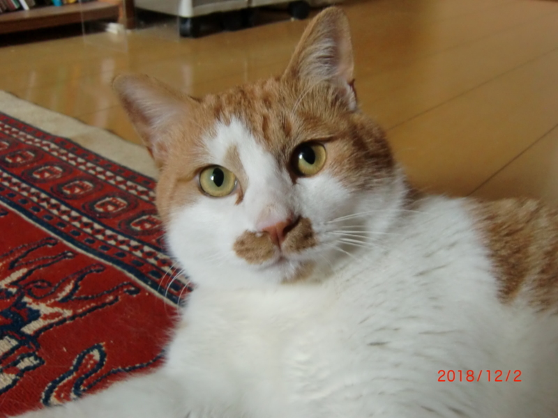 「1歳位 2枚目半ナイスガ...」東京都 - 猫の里親募集(244298) :: ペットのおうち【月間利用者150万人!】