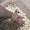 ✼キンクマハムスター里親募集✼