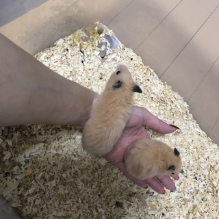 ✼キンクマハムスター里親募集✼