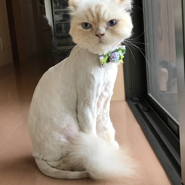 サマーカット