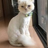 サマーカット