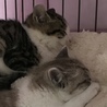 しろくろシンクロ