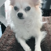 ブラン