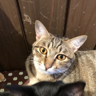 面倒見のいいさよりちゃん