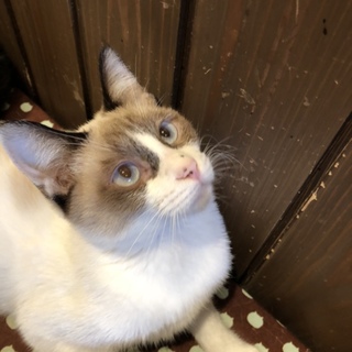 より目が可愛いりんちゃん！