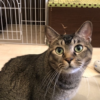 イケニャンのほたて