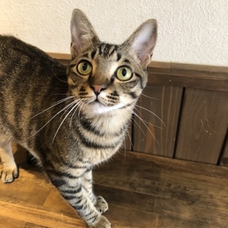 甘えんぼの師範くん