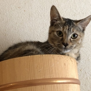 シャイだけど甘えんぼな麦ちゃん