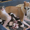 今は亡きお母さん犬ベル 9匹の子供たちに大忙し