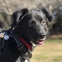身体能力抜群！ 元野犬の 男の子 1歳 