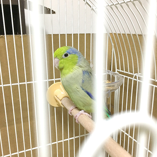 1歳のオスの手乗りマメルリハインコ