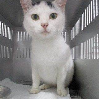 人馴れしています。明日の朝が収容期限12/27朝迄