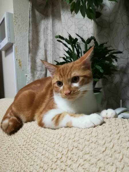 ブラウンタビーの可愛い男の子です サムネイル2