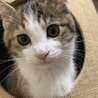 こむぎ