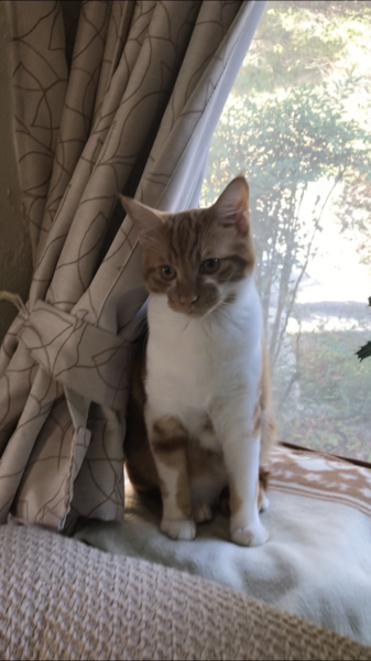 ブラウンタビーの可愛い男の子です サムネイル3