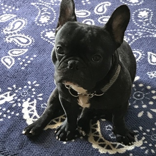 フレンチブルドッグ２歳雄