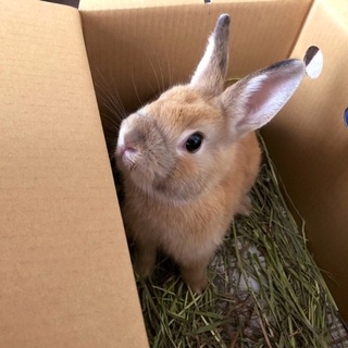 里親さん決まりました！ありがとうございました！！