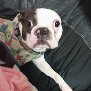 ボストンテリア２歳雄