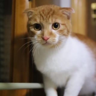 ちゃたろう♥しあわせにゃんこになりました