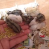 ジャンガリアンハムスターの赤ちゃん サムネイル3