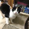 人も好き猫も好き、みかちゃん