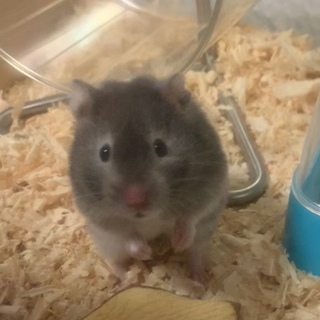 長毛ハムスター ミンク