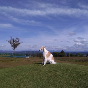 ひまわりの写真